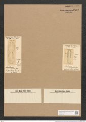 Amphiprora eximia Grev. (de-Toni-Nr.: Genus 29, Species 1333) Zeichnungen Sammlung Grunow Nr. 2562 (NHMW-BOT-W0369745)